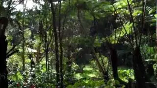 The Rainforest at Volcano Village