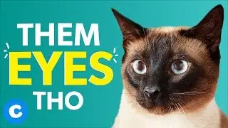 8 Things Only Siamese Cat Owners Will Understand | Chewy