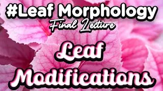 تمحورات الاوراق • مسك الختام وآخر محاضرة مورفولوجي |  Morphology • Leaf Modifications