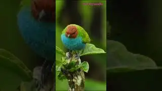 bird sound with flute #relaxingwithnature  #relaxingvideosandmusic