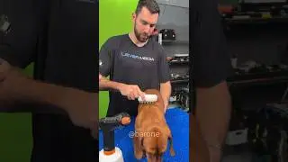 PAI DE PET! Essa escova removedora de pelo faz o cachorro se sentir rei! 🐕👑