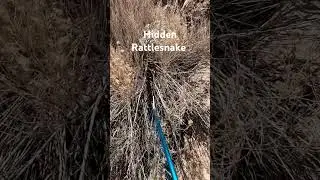 Rattlesnake was camouflaged well. #rattlesnake #diamondback #snake