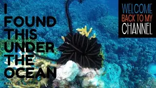 THE RED SEA Holds STRANGE Marine LIFE ! WHAT Is THAT !!!!