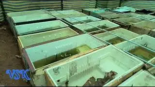 Farm -1 breading | vsk guppy farm | biggest guppy farm in kanyakumari | guppy