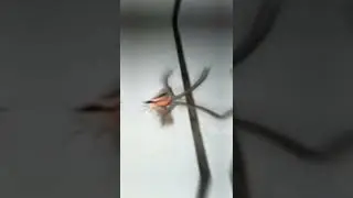 TERROR&Iacute;FICA polilla que, cuando la veas, no te dejar&aacute; dormir 🤔🦋 #Shorts