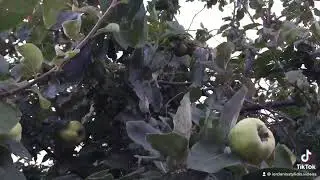 CLOSE UP view / Cydonia Oblonga tree.