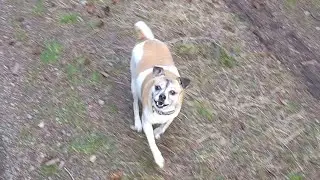 Smile as you pass by                                     #chiweenie #small dogs #chiwawa #trail