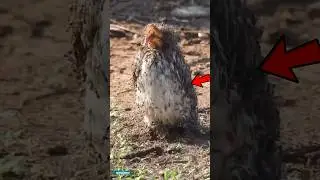 Birds Have Learned a Secret Ants!
