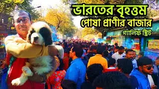 Galiff Street Pet Market Kolkata | dog market in kolkata | kolkata | Gallif street kolkata | Dogs