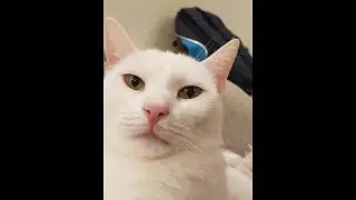 funny csgo scam attempt