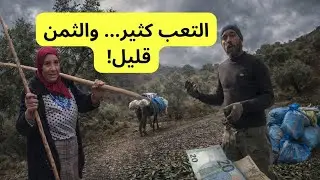 التعب كثير والثمن قليل من معاناة فلاحي الزيتون البوري في اقليم تاونات