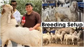 Gujri/Hyderabadi & Sojat Breeder & Their Results at Nanny Goat Farm Aurangabad