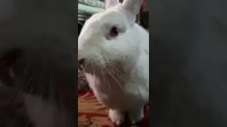 Why Is A Bunny's Mouth So Cute When It Eats!? 🤯😍