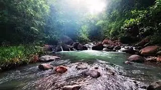 Relaxing River and Bird Chirps ASMR - Nature&rsquo;s Soundscape for Sleeping, Studying, and Calm Focus