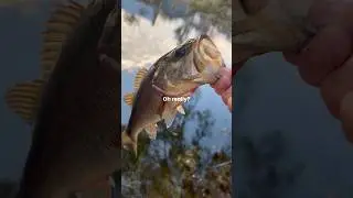 This lure catches everything!#fishing #fishingvideo #fishinglife #bassfishing