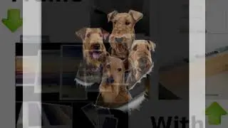 AIREDALE TERRIER GANG POSTER