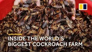 China: Inside the world&rsquo;s biggest cockroach farm