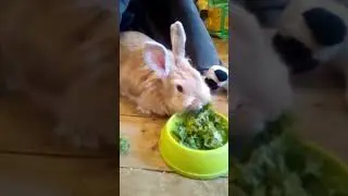 Winky Wabbit LOVES Kale! Lionhead Rabbit Breakfast | #shorts #cutebunnies #cuterabbits