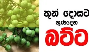 තිබ්බටු මැල්ලුමක් හදමු.  How to cook Thibbatu Mellum ( Wild Eggplant ). How to & what _in village
