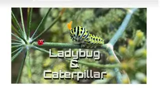 The Caterpillar & Ladybug - It&rsquo;s defence mechanism / Venus Fly Trap