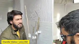 Chandler Walnut price 850 | turkey variety | first time in Kashmir | kissan mela | SKUAST 2023