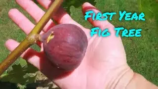 First Year Big Giant Fig Tree