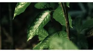 Illuminine - Alas, Orpheus (Official Music Video)