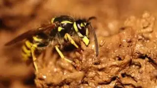 Vespula vulgaris