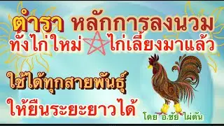 ตำรา หลักการลงนวม ใ้ช้ได้ทุกสายพันธุ์ ทั้งไก่ใหม่และไก่เลี้ยง  ยืนระยะยาวได้