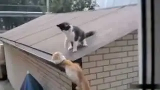 Funny videos 2015-cat videos funny cat videos