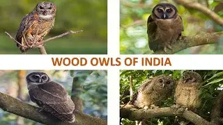 Wood Owls of India 🇮🇳 | Wood Owls | Raptors | Owls
