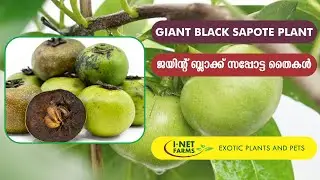 Giant Black Sapote Layer Plant | ബ്ലാക്ക്  സപ്പോട്ട  ലയർ  തൈകൾ  |  I-Net Exotic Farms