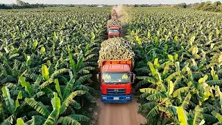 How Banana Stems Are Processed Inside a Modern High Tech Factory