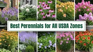 Лучшие многолетние растения для каждой зоны USDA (1–12)