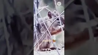 🌴 topTreats squirrel 🐿️ Feeding Frenzy #squirrel #ytshort #jungle #view