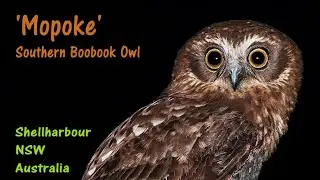 Southern Boobook Owl