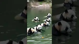 #cuteanimalsvideo 😘