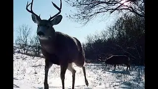 Mule Deer Buck Battle - Two Big Bucks Test Each Other in the Cold of Winter