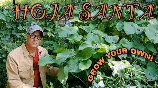 Hoja Santa For Cooking - Use to Wrap Fish or Make Tamales!
