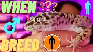 When to BREED your MALE leopard GECKO | age | size | frequency | (2022)