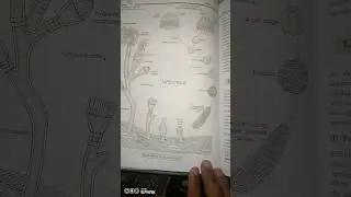 life cycle of obelia with notes #biology #zoology