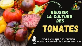 Réussir la culture des tomates dans votre potager