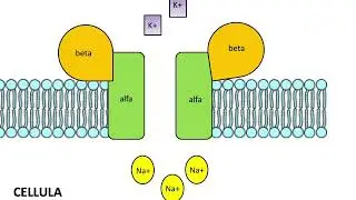Sodio potasio ATPasi