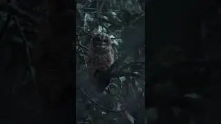 Meet the Mottled Wood Owl 🦉