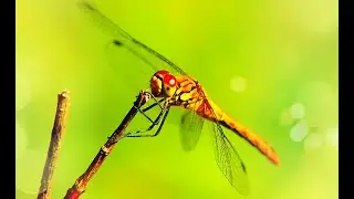 Dragonfly Sounds - Nature Sounds - Animal Sounds Real