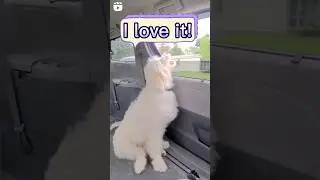Dog rating outdoor activities #dog #cuteanimals   #doglover