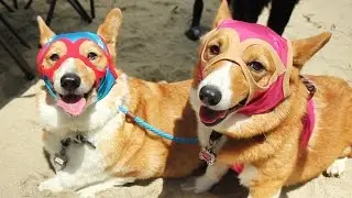 What The World's Largest Corgi Gathering Is Like