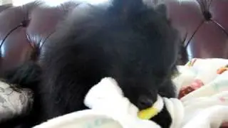 あんず　毛布カミカミ