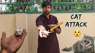 Toty ko Bili Kay Mu Say Bacha Lia 🤗 Dangerous Cat Attack 😲