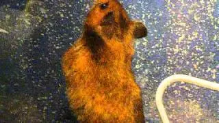 Hamster Escape Artist